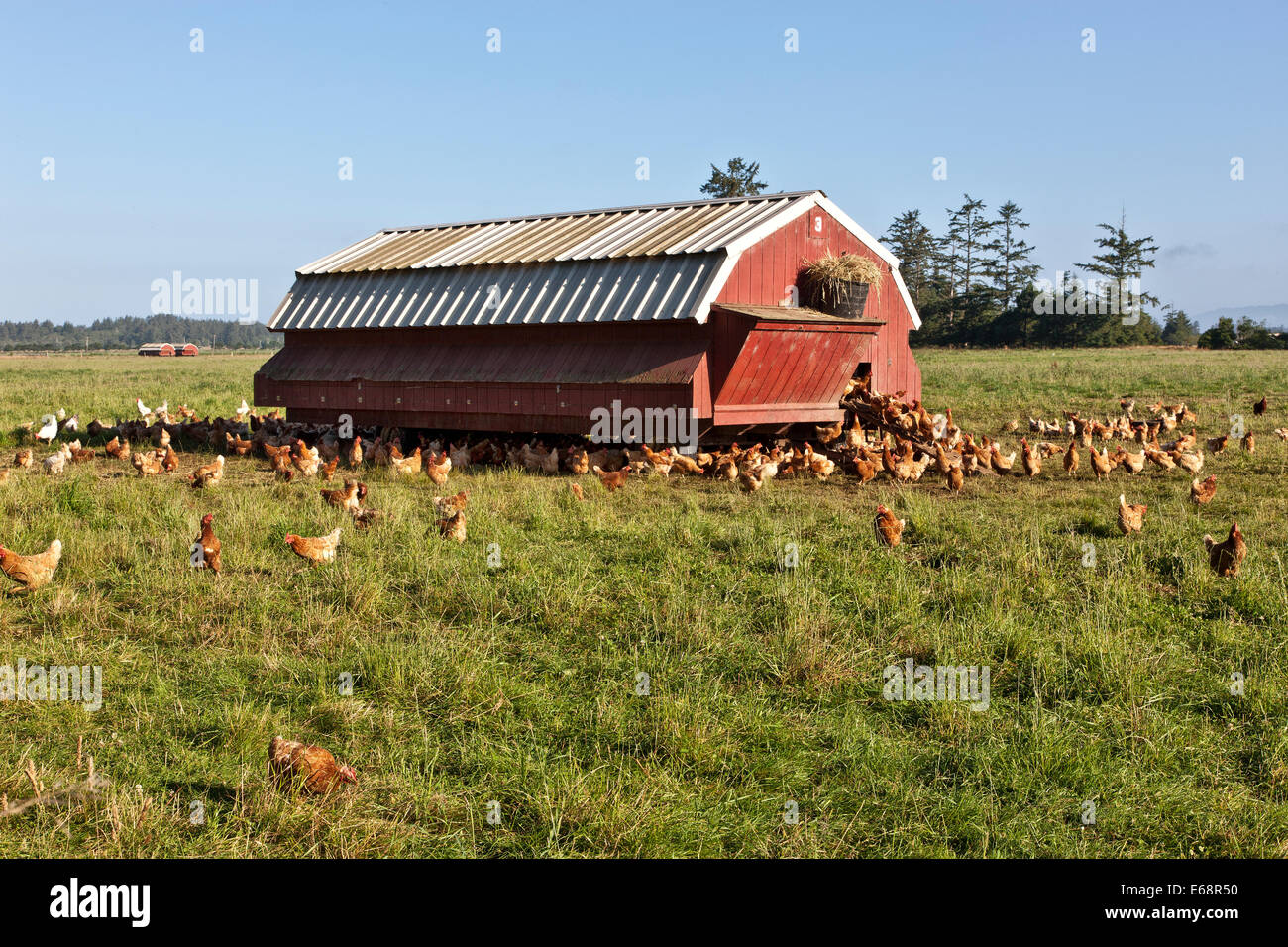 Polli organici Free Range, alloggiamento portatile. Foto Stock
