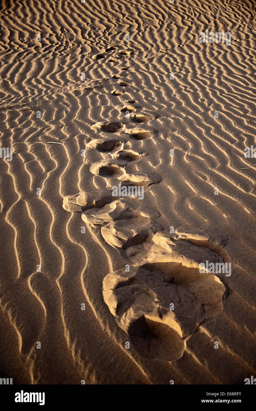 Dune di sabbia del deserto del Sahara; Marocco Foto Stock