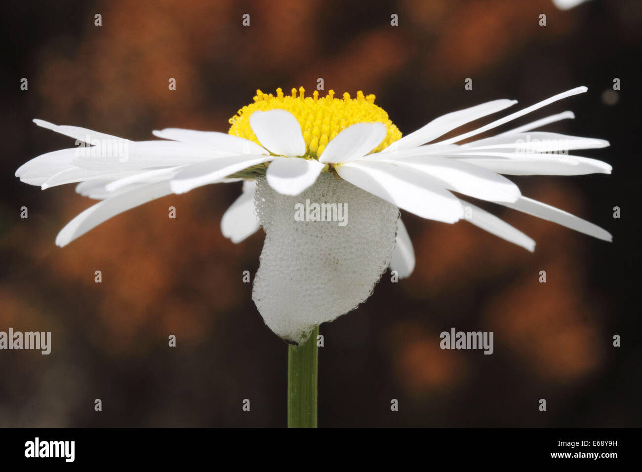 Margherita occhio di bue con il cuculo sputare in fiore Foto Stock