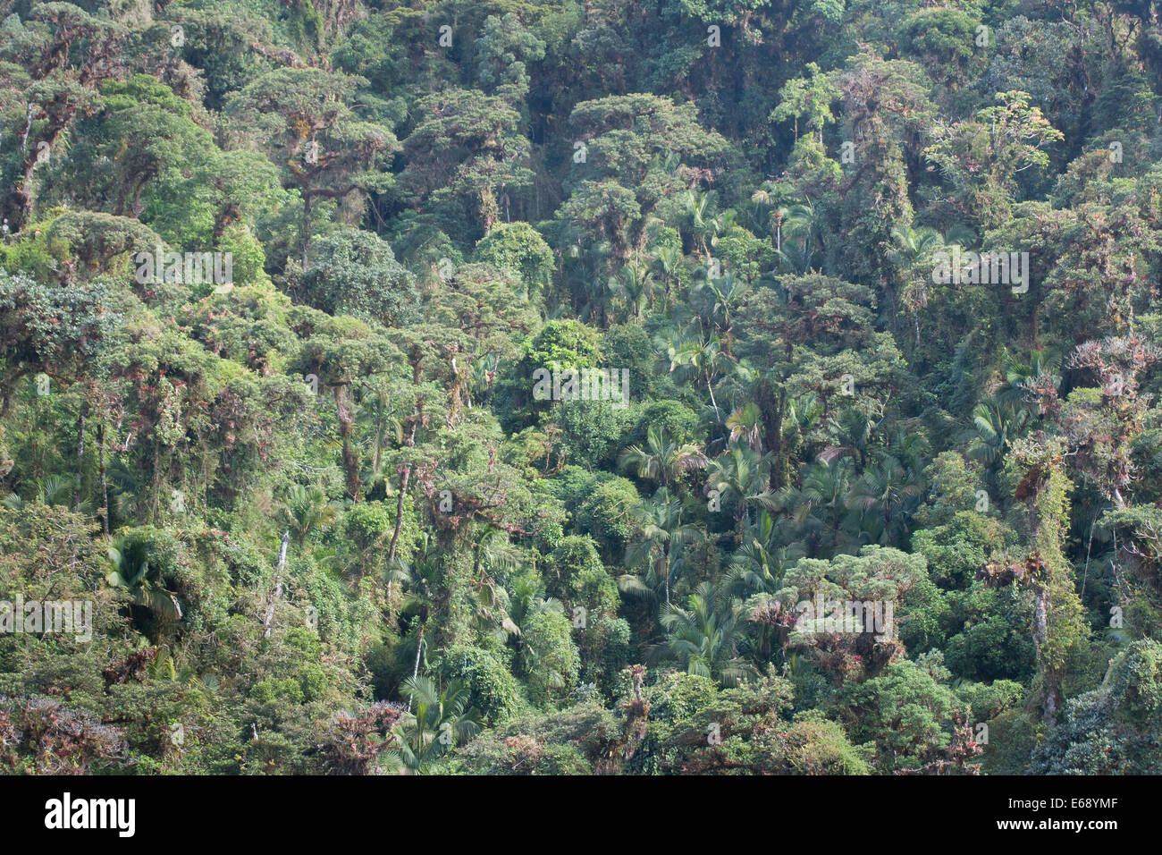 Cloud Forest panorama, La Amistad Parco internazionale, Panama. Foto Stock