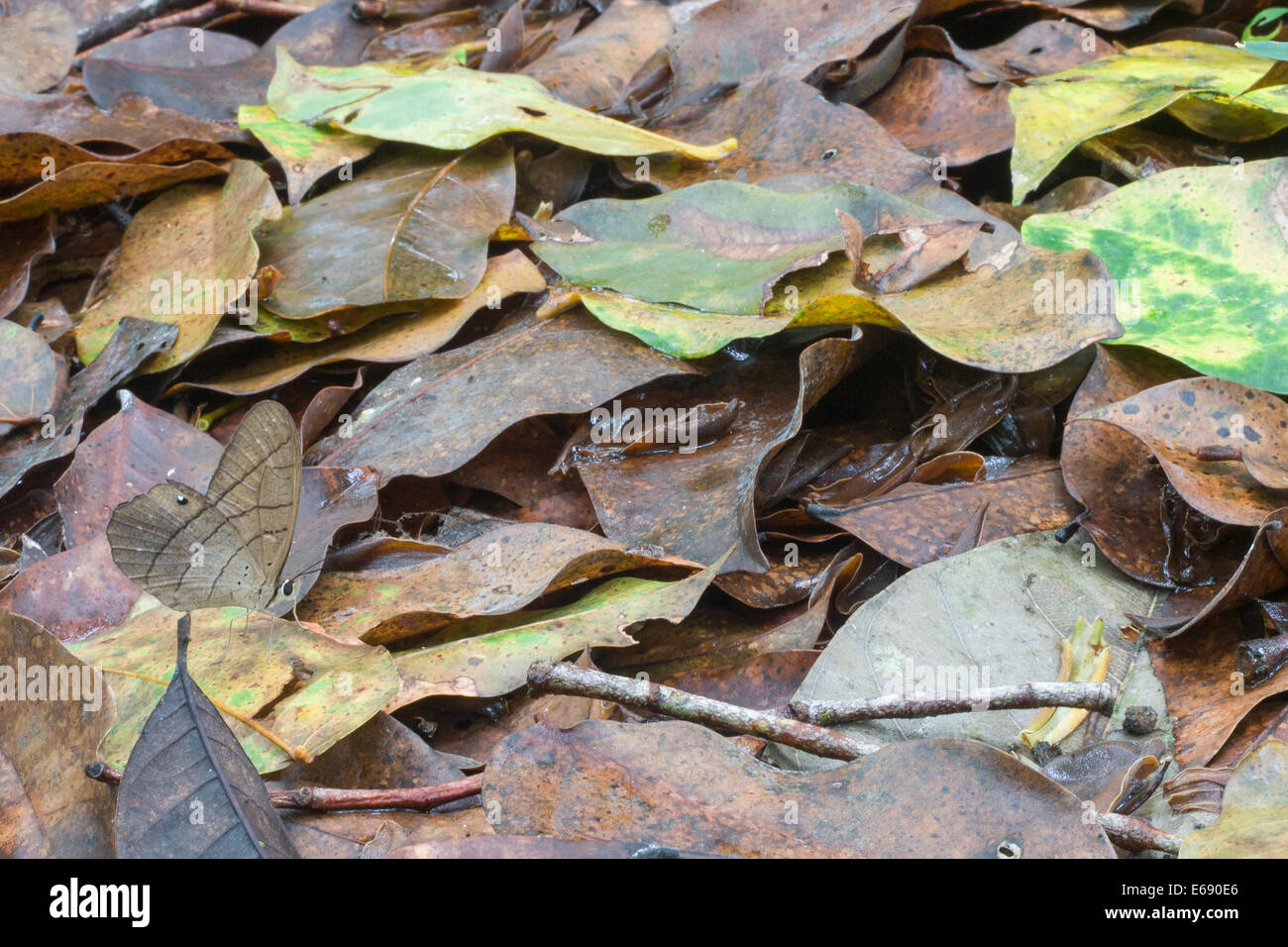 Ben mimetizzata butterfly tra figliata di foglia nella pianura di foreste pluviali di Panama. Foto Stock