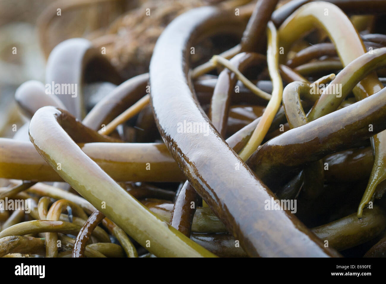 Groviglio di Bull (kelp Nereocystis luetkeana) lavato fino dopo una tempesta sulla costa dell'Oregon (USA). Foto Stock