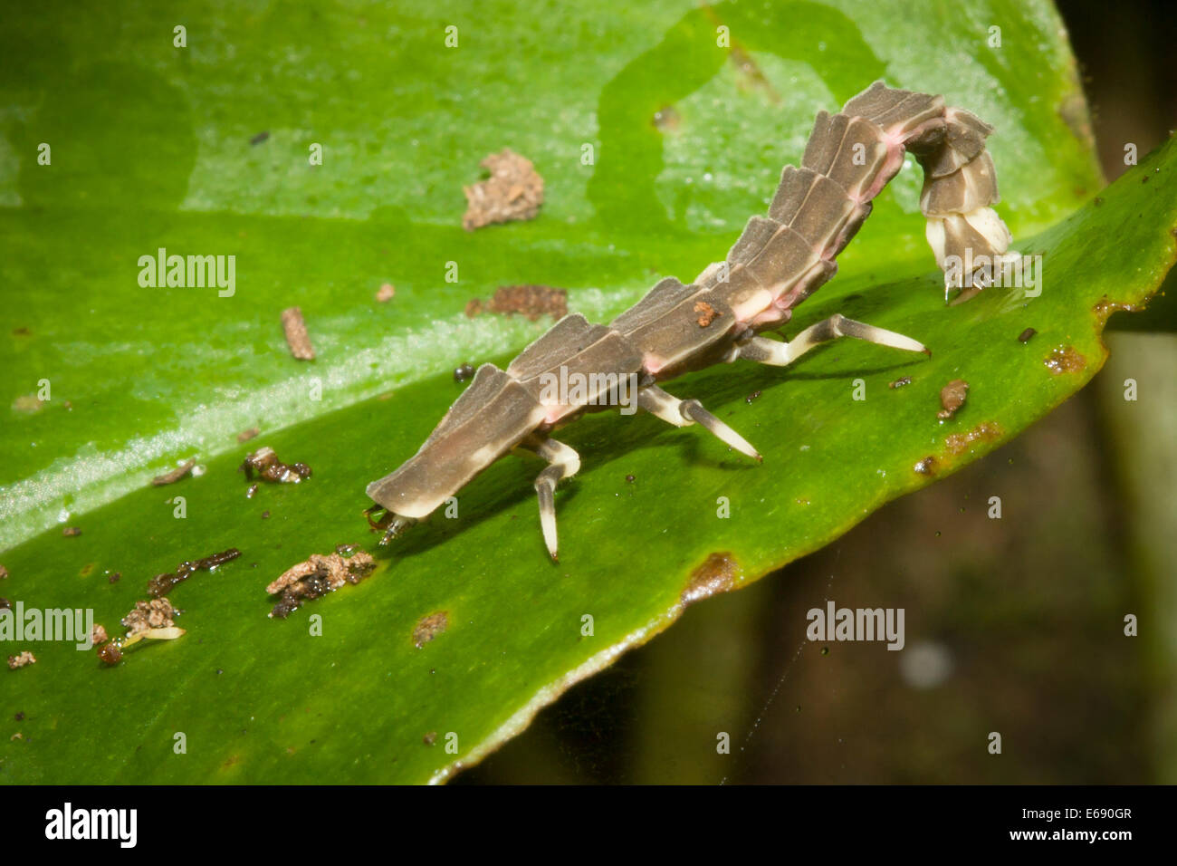 Neotenous net-scarabeo alato, famiglia Lycidae, ordine Coleoptera. Fotografato in Costa Rica. Foto Stock