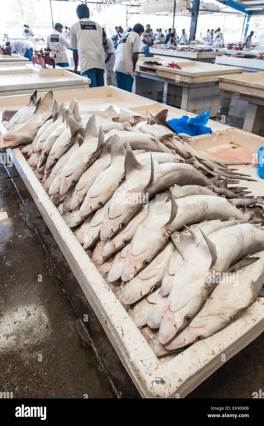 Pescatore con pesce squali in Deira mercato del pesce dal souk di Dubai, Emirati Arabi Uniti EMIRATI ARABI UNITI. Foto Stock
