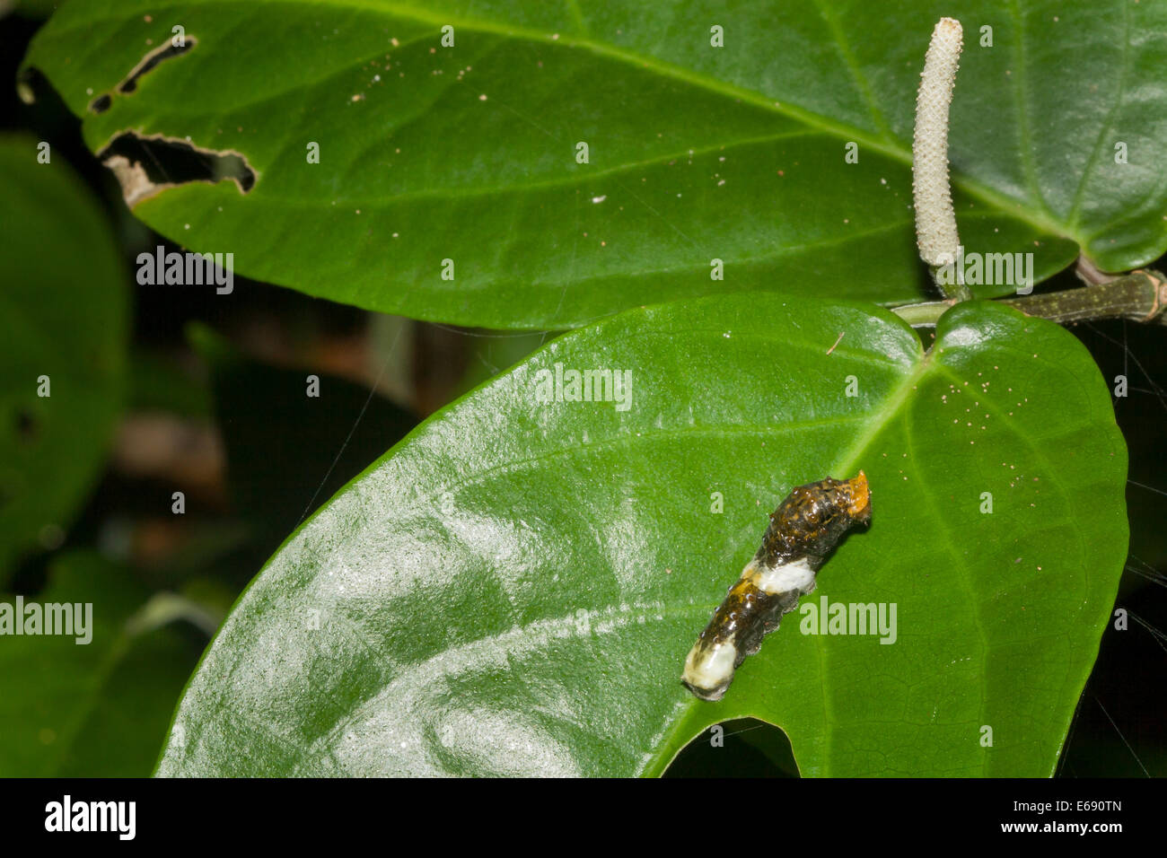 Un bruco camuffato da guardare come un uccello caduta. Questo è un eccellente esempio di crypsis. Foto Stock