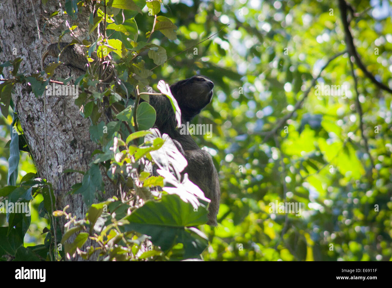 3-dita bradipo, Bradypus variegatus. Fotografato nel Parco Nazionale Cahuita, Costa Rica. Foto Stock
