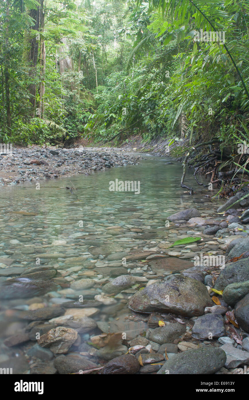 Lussureggiante tropicale stream nel Parco Nazionale del Darién, Panama. Foto Stock
