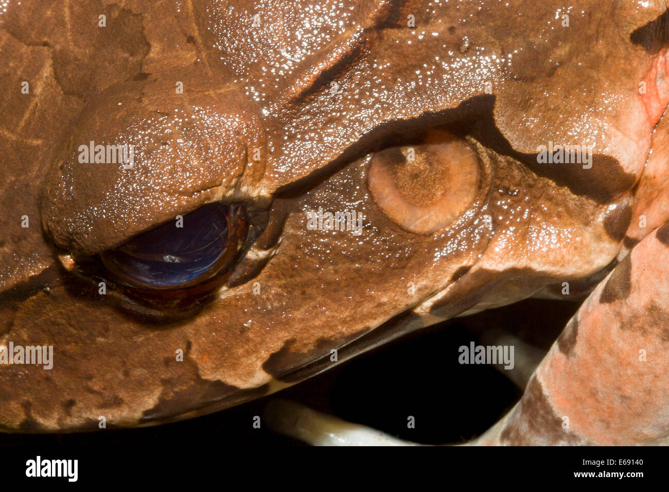 Close-up di un fumoso jungle frog (Leptodactylus pentadactylus). Foto Stock