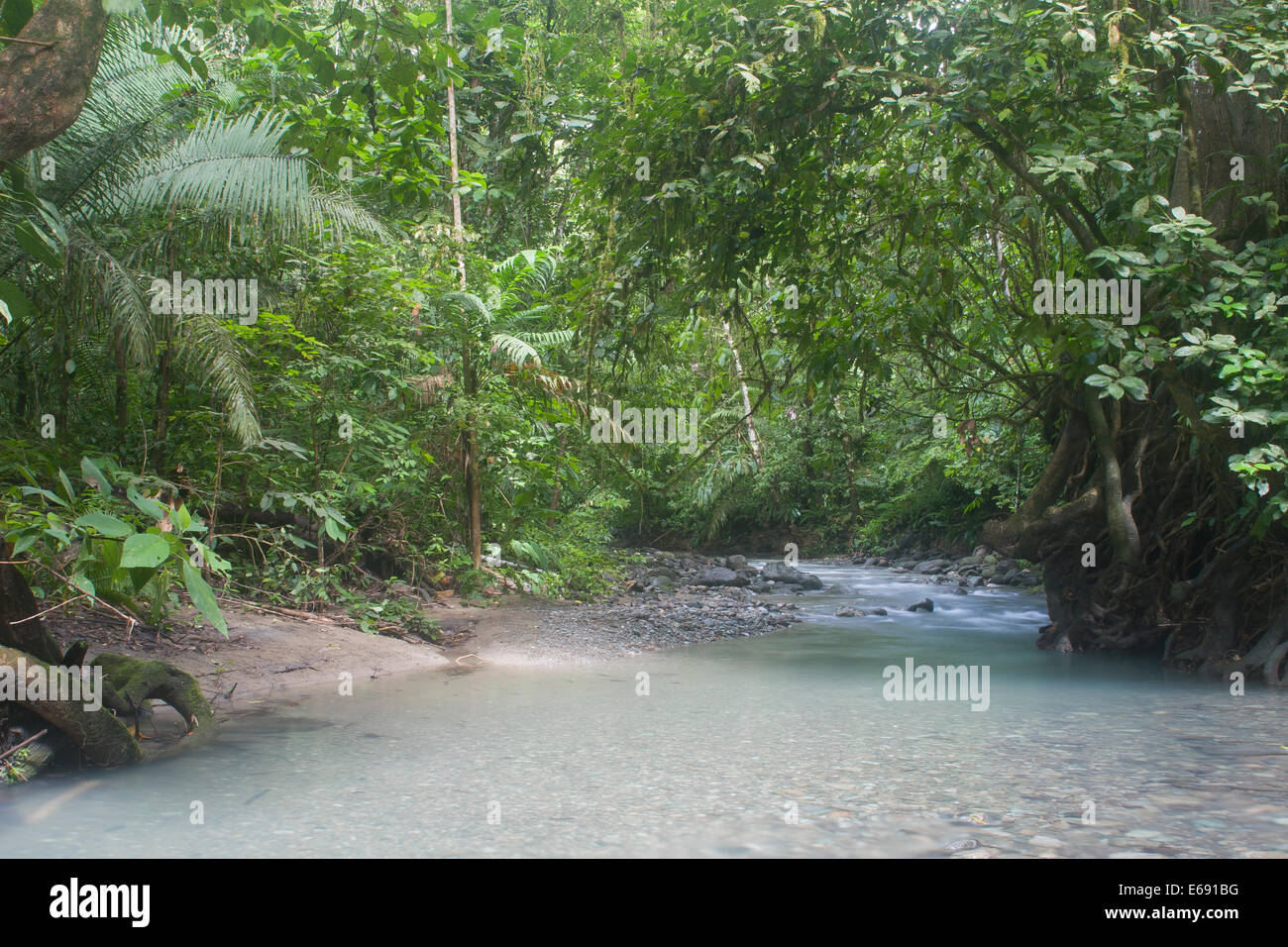 Lussureggiante tropicale stream nel Parco Nazionale del Darién, Panama. Foto Stock