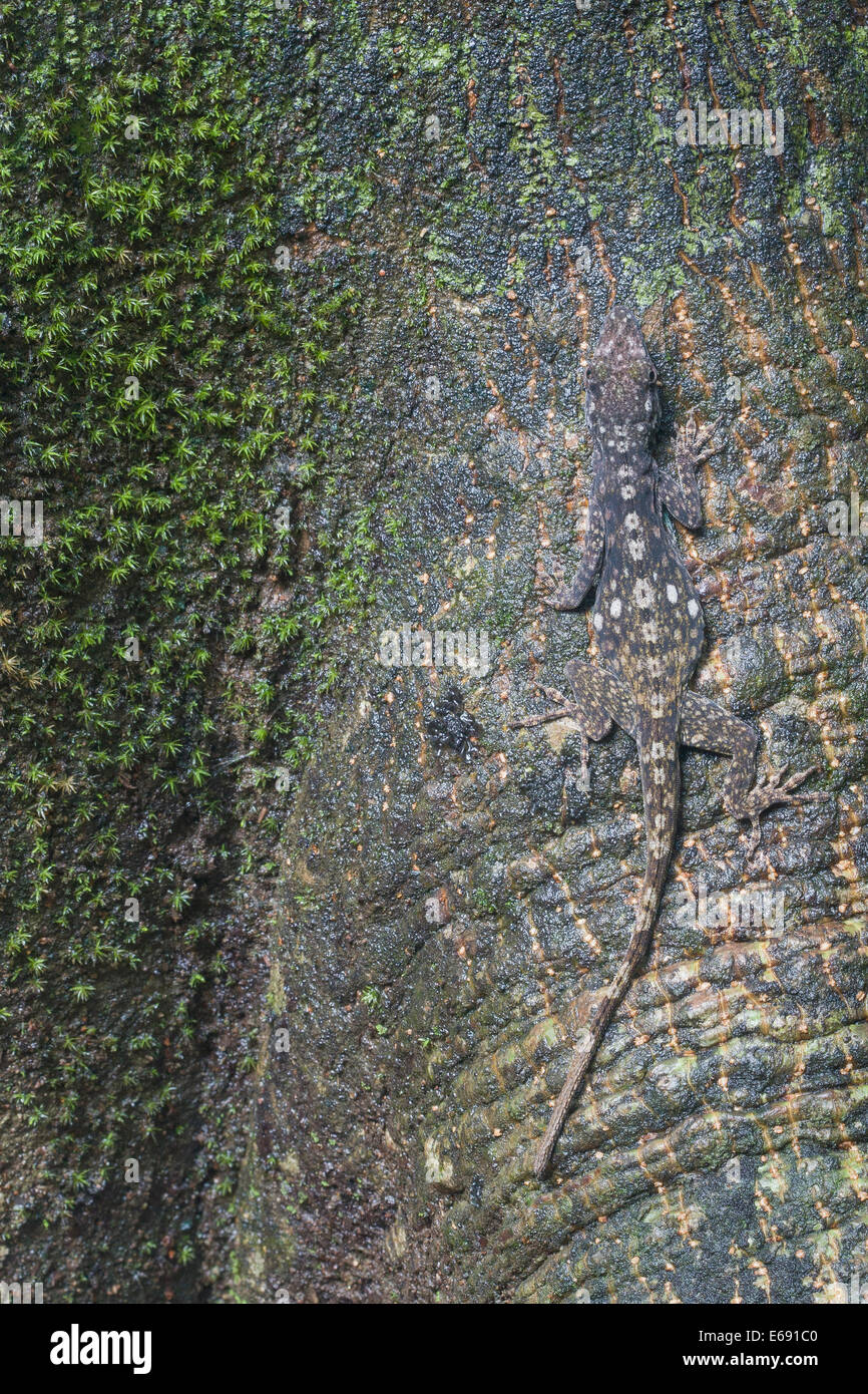 Una ben mimetizzata lichen anole (Anolis pentaprion) su un tronco di albero. Questo è un eccellente esempio di crypsis. Foto Stock