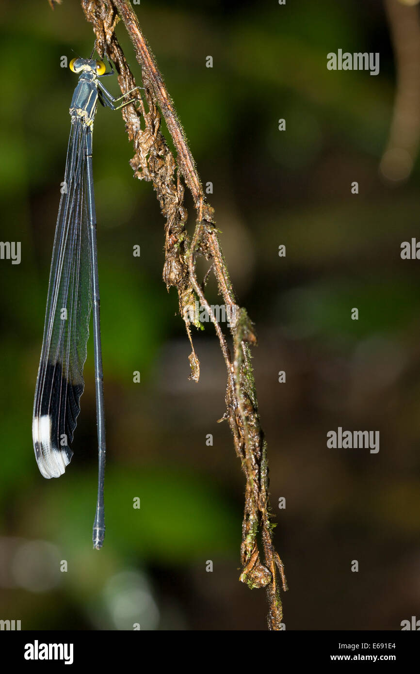 Megaloprepus caerulatus, un elicottero damselfly, la più grande specie di damselfly nel mondo. Foto Stock