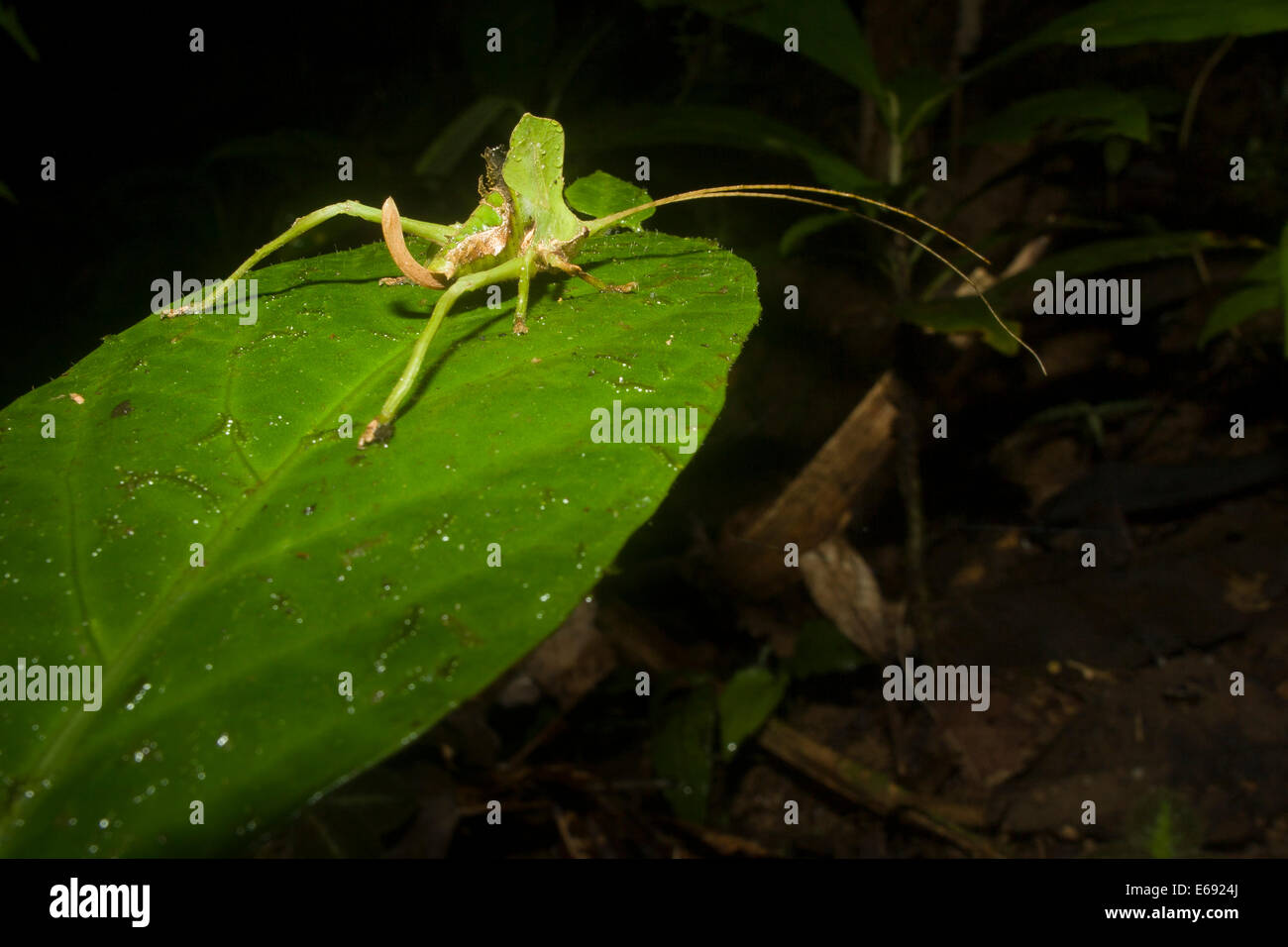 Un superbamente mimetizzata foglia-mimando katydid. Questo è un eccellente esempio di crypsis. Fotografato in Costa Rica. Foto Stock
