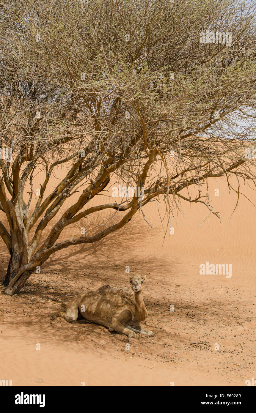 Cammelli al mercato di cammelli in Al Ain vicino a Dubai, Emirati arabi uniti (EAU). Foto Stock