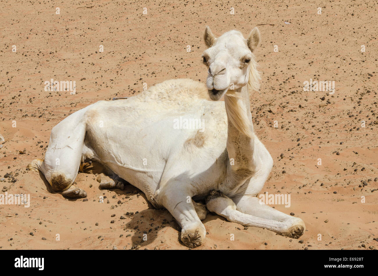 Cammello nel deserto vicino al mercato di Al Ain vicino a Dubai, Emirati arabi uniti (EAU). Foto Stock