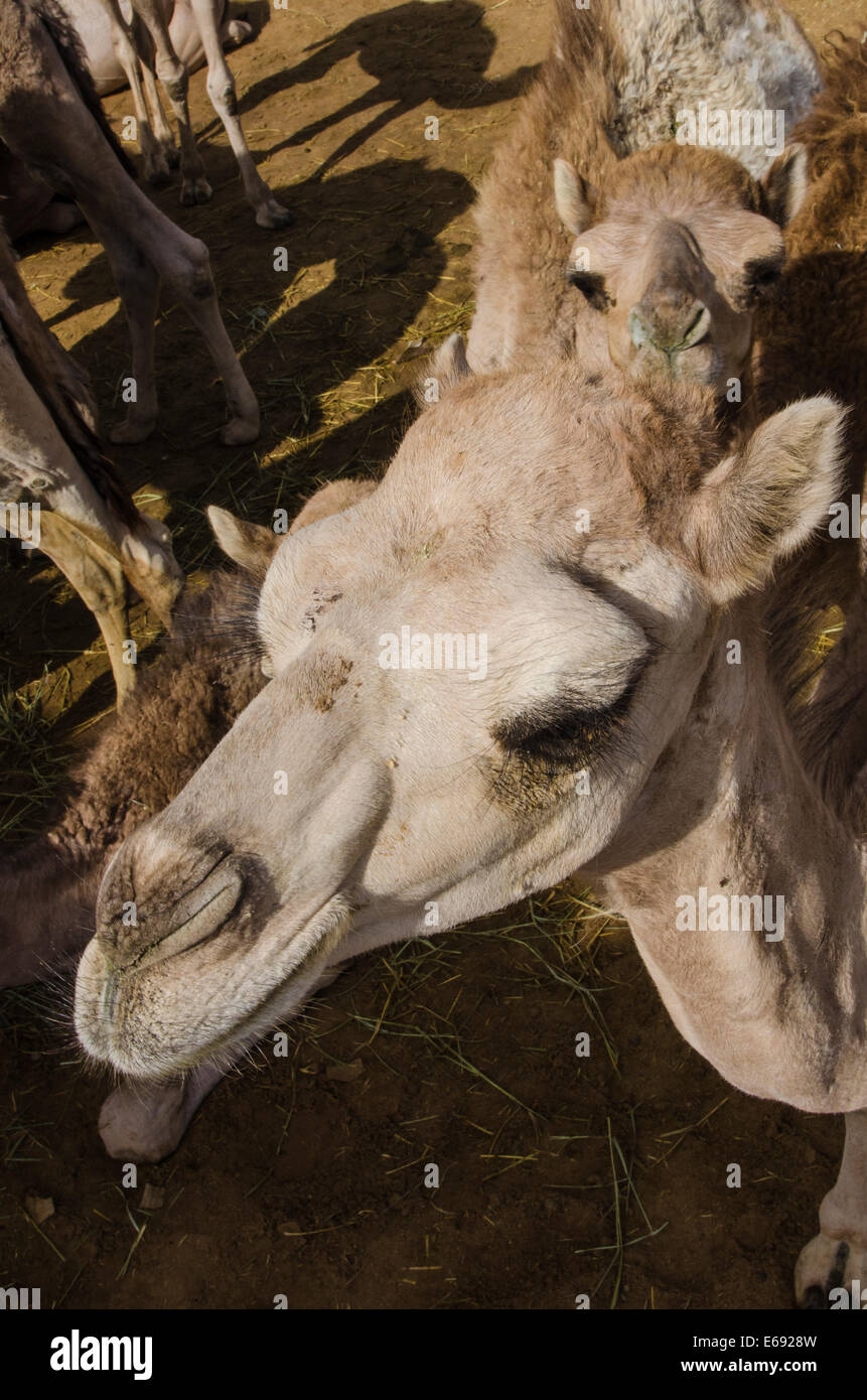 Cammelli al mercato di cammelli in Al Ain vicino a Dubai, Emirati arabi uniti (EAU). Foto Stock