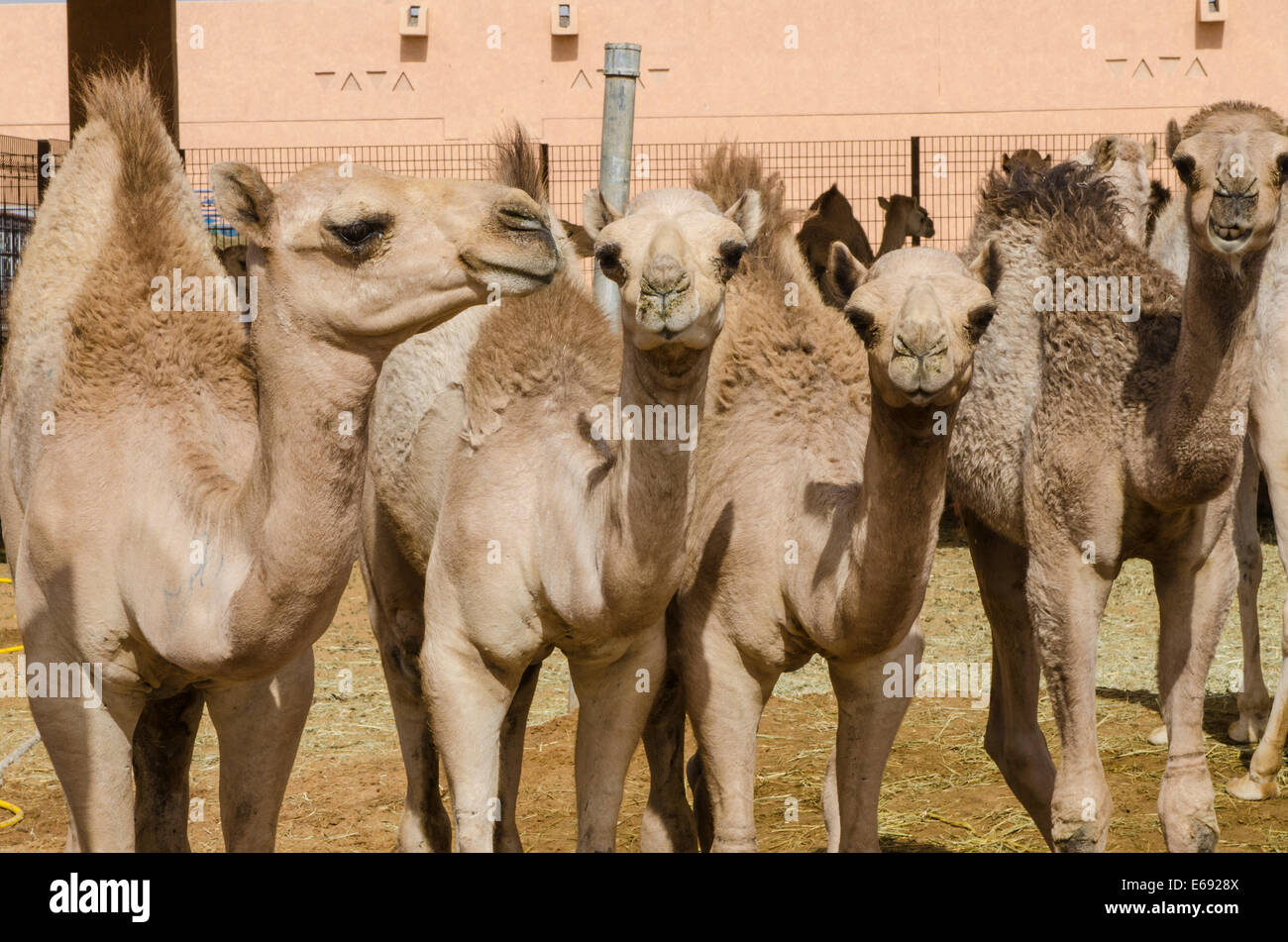 Cammelli al mercato di cammelli in Al Ain vicino a Dubai, Emirati arabi uniti (EAU). Foto Stock