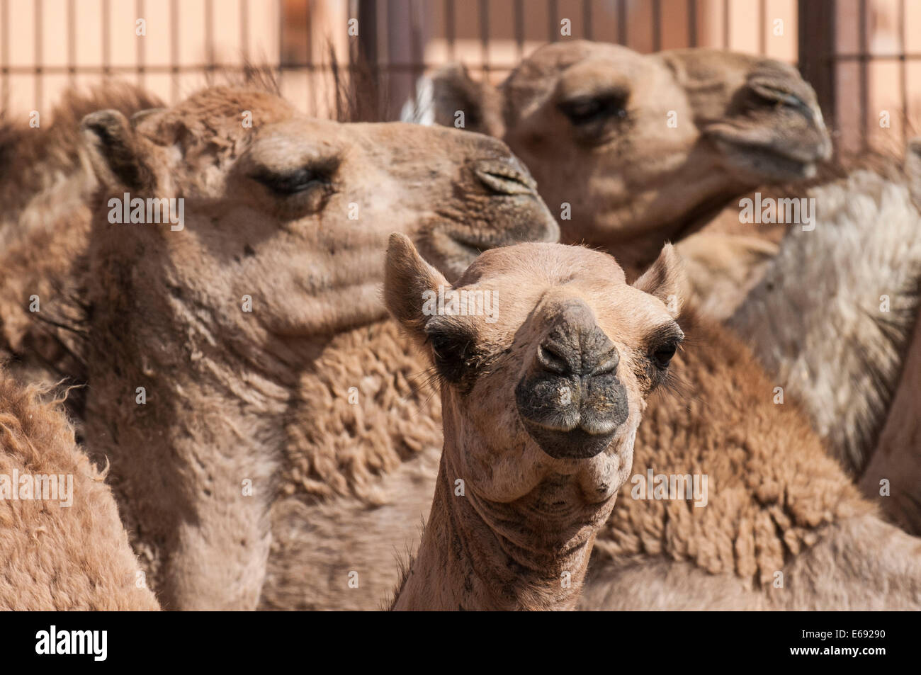 Cammelli al mercato di cammelli in Al Ain vicino a Dubai, Emirati arabi uniti (EAU). Foto Stock