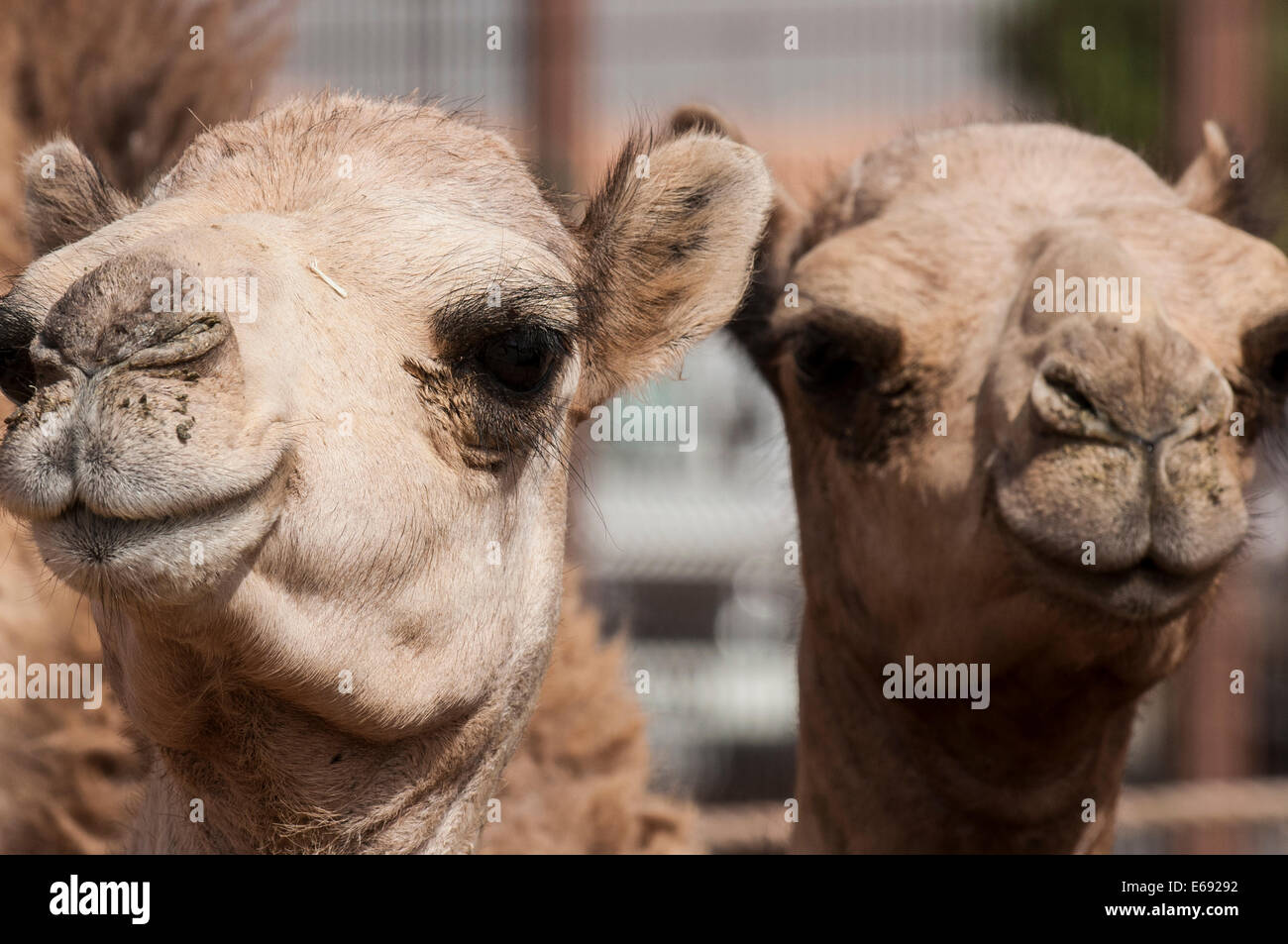 Cammelli al mercato di cammelli in Al Ain vicino a Dubai, Emirati arabi uniti (EAU). Foto Stock