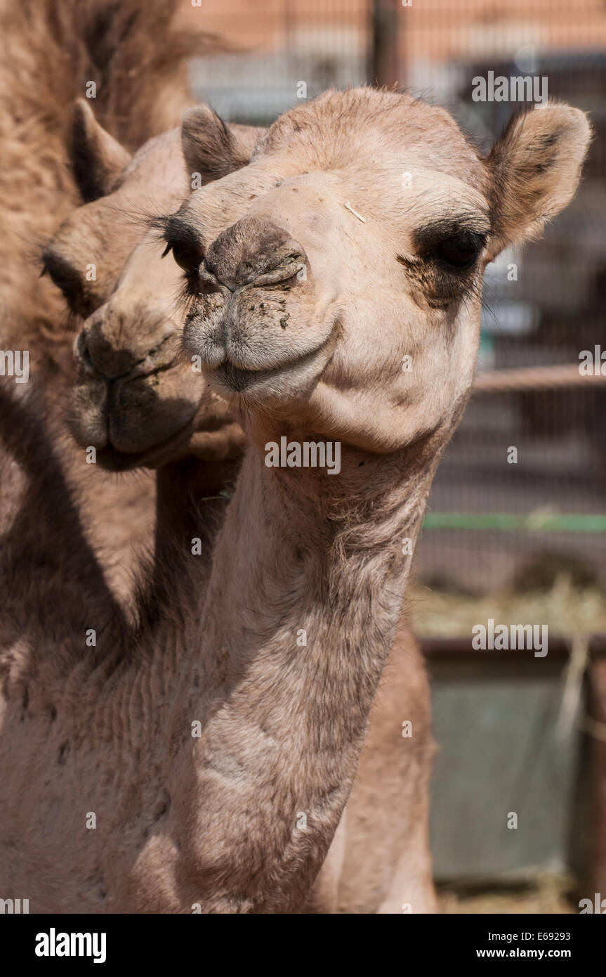 Cammelli al mercato di cammelli in Al Ain vicino a Dubai, Emirati arabi uniti (EAU). Foto Stock