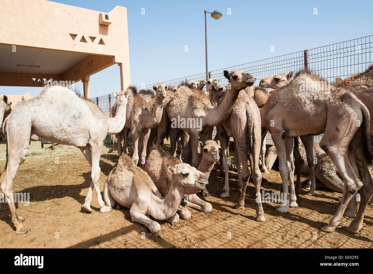 Cammelli al mercato di cammelli in Al Ain vicino a Dubai, Emirati arabi uniti (EAU). Foto Stock