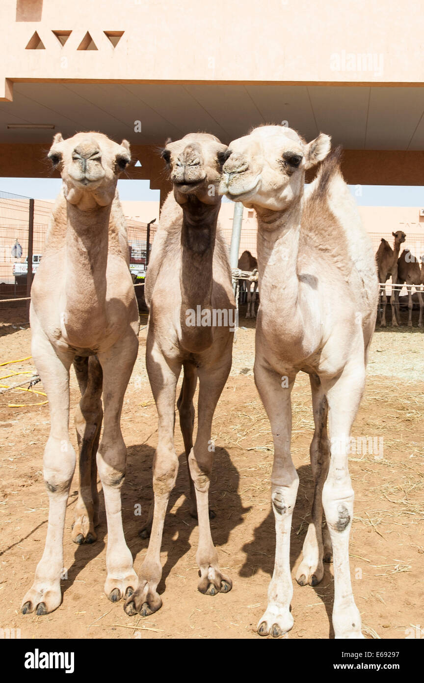 Cammelli al mercato di cammelli in Al Ain vicino a Dubai, Emirati arabi uniti (EAU). Foto Stock