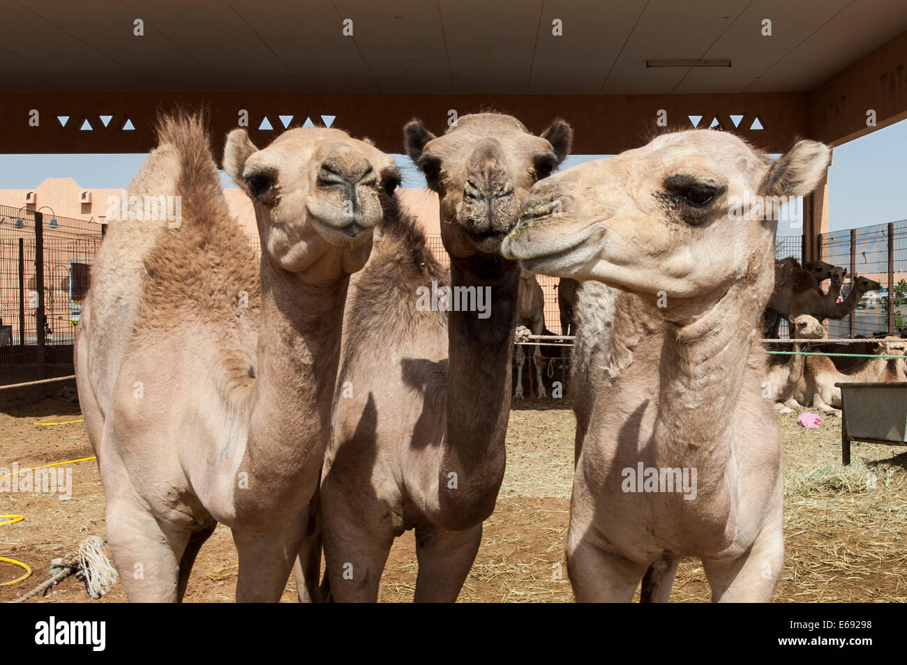 Cammelli al mercato di cammelli in Al Ain vicino a Dubai, Emirati arabi uniti (EAU). Foto Stock