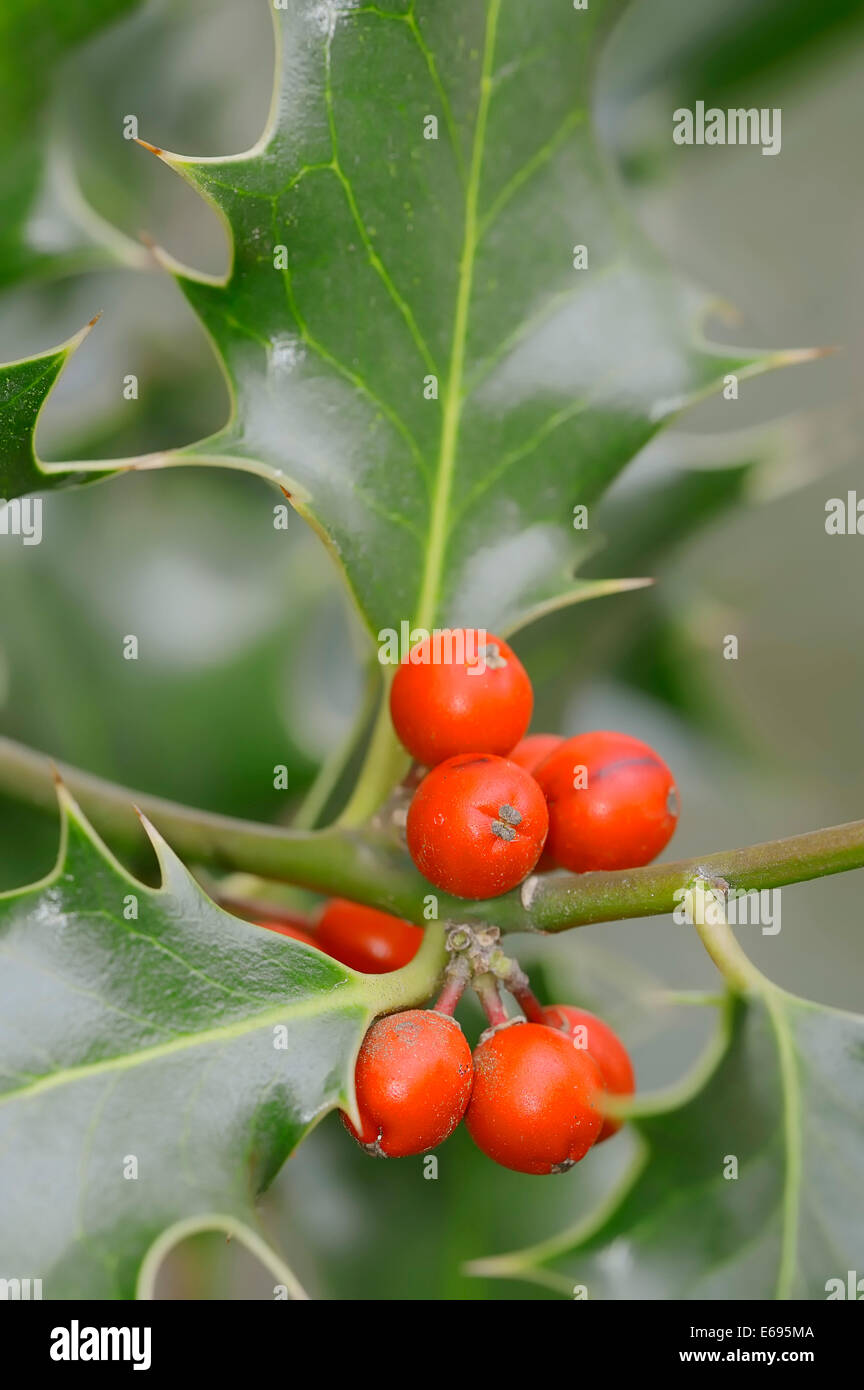 Agrifoglio comune o Unione Holly (Ilex aquifolium), frutta, Renania settentrionale-Vestfalia, Germania Foto Stock