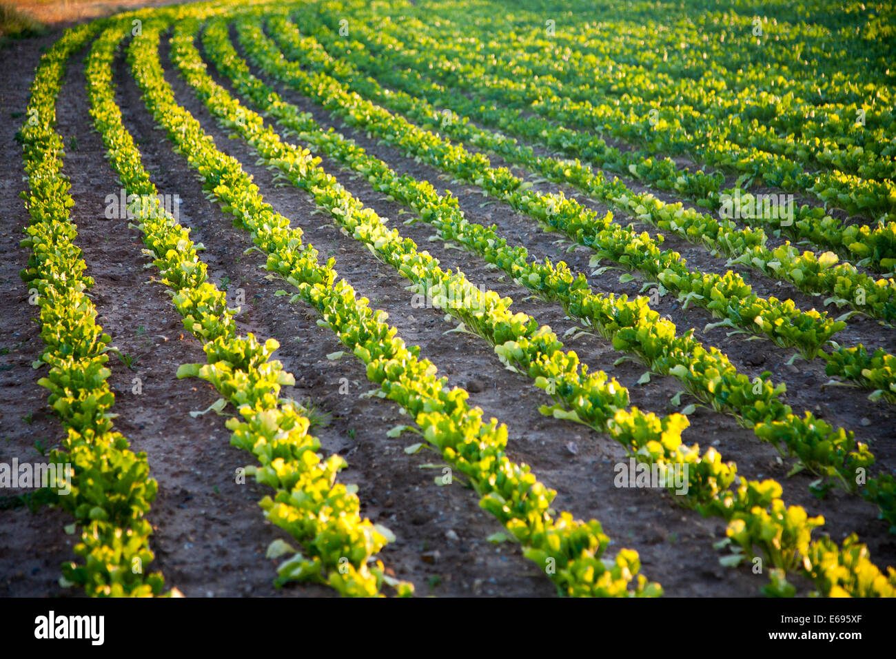 Le righe di curvatura dei giovani la barbabietola da zucchero piante che crescono in un campo, Suffolk, Inghilterra Foto Stock