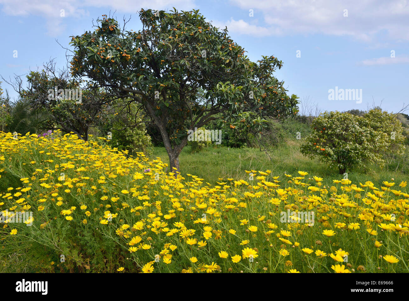 Golden Camomilla (Anthemis tinctoria syn Cota tinctoria) e Nespole del Giappone o nespola giapponese (Eriobotrya japonica) Foto Stock