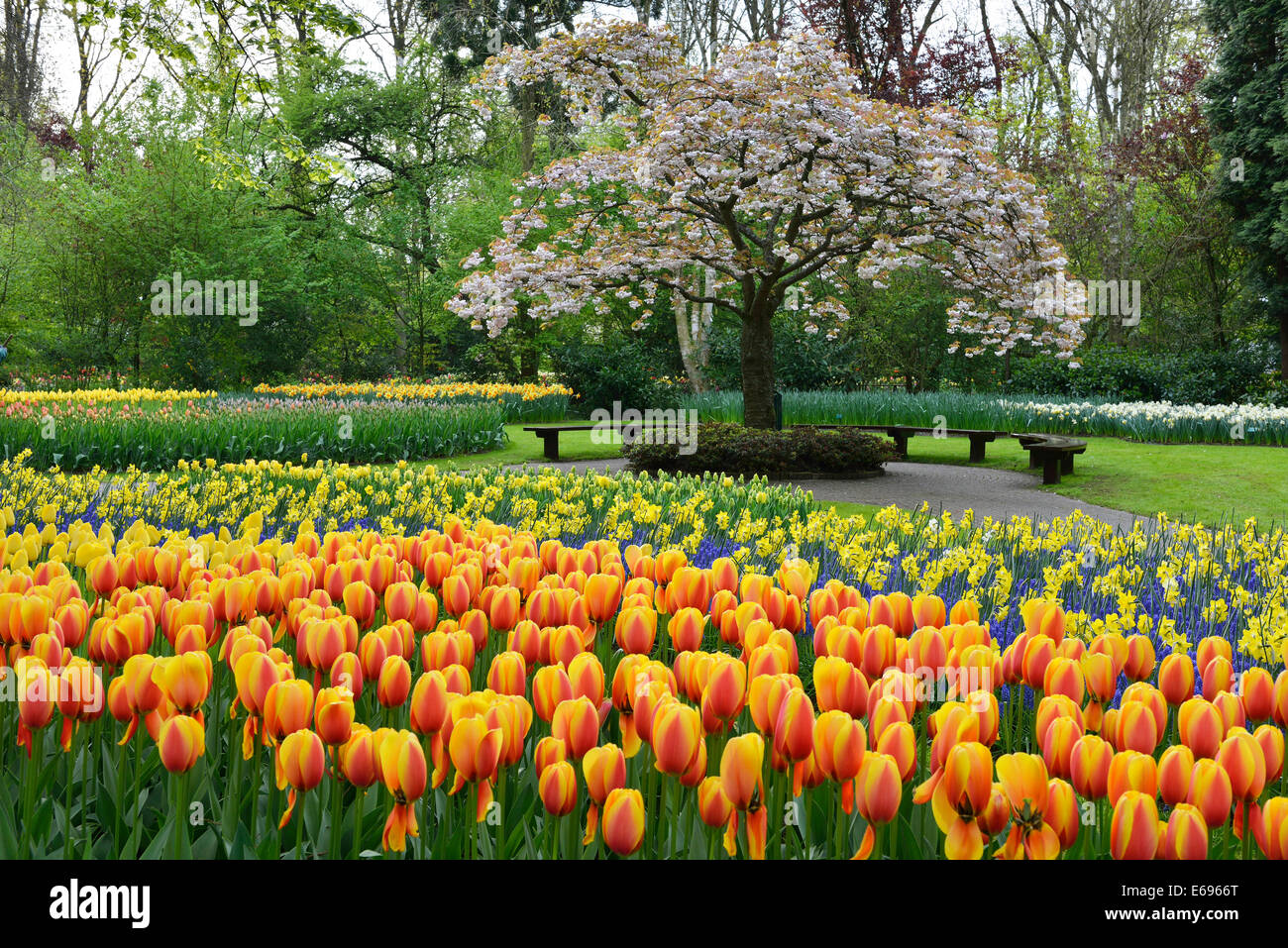 I tulipani (Tulipa ibridi) a Keukenhof Lisse, South Holland, Paesi Bassi Foto Stock