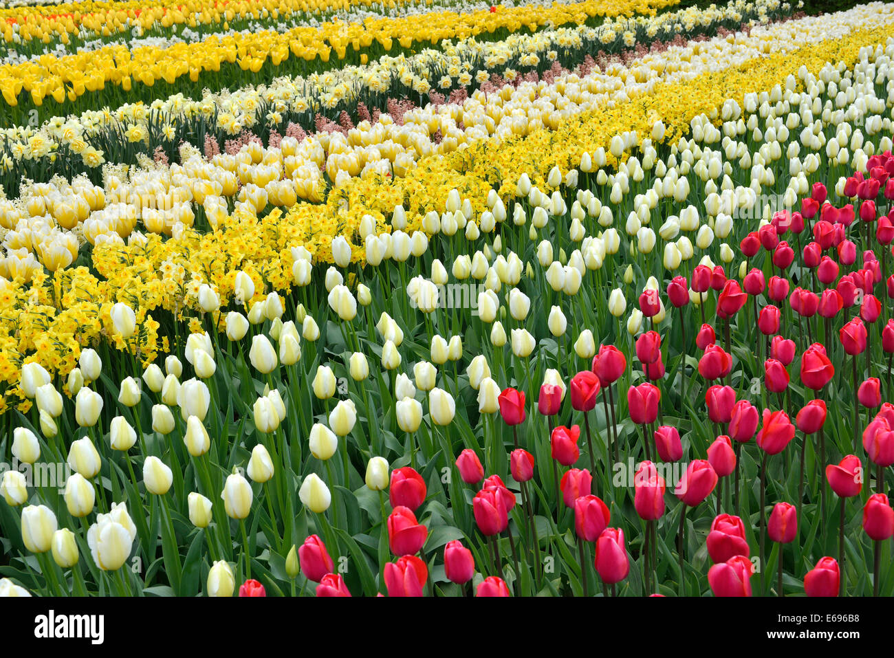 I tulipani (Tulipa ibridi) a Keukenhof Lisse, South Holland, Paesi Bassi Foto Stock