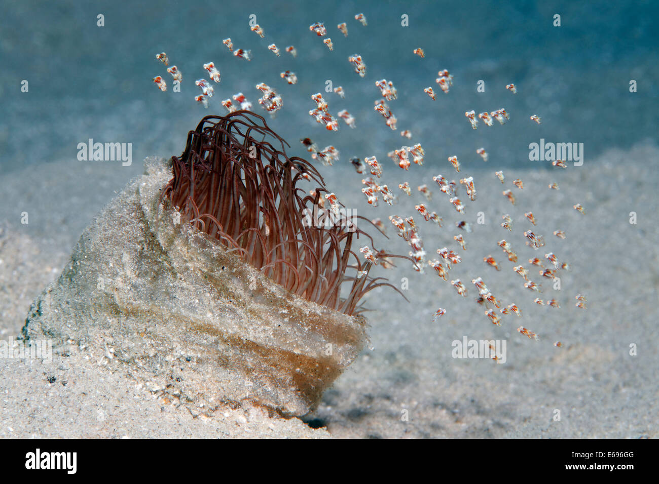 Secca di minuscoli gamberetti flottante (Idiomysis tsurnamali) sul tubo-dimora (anemone Ceriantharia), Makadi Bay, Mar Rosso, Hurghada Foto Stock