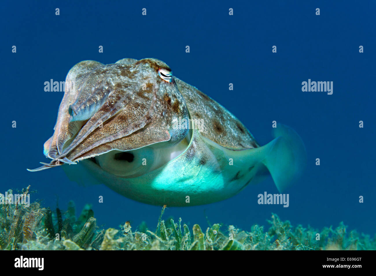 Broadclub Seppie (Sepia latimanus), Makadi Bay, Mar Rosso, Hurghada, Egitto Foto Stock