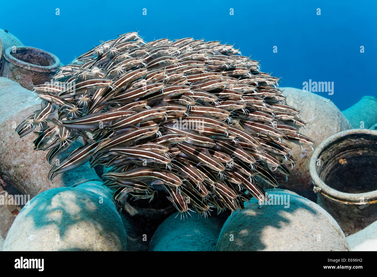 Scuola di strisce di Anguilla Lupo di mare (Plotosus lineatus) su anfora, Makadi Bay, Mar Rosso, Hurghada, Egitto Foto Stock