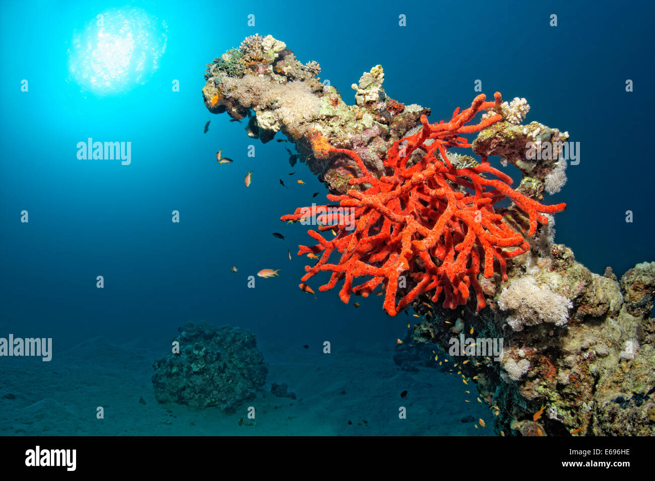 Dito tossico-spugna (Negombata magnifica, Latrunculia magnifica) sul blocco di corallo, Makadi Bay, Mar Rosso, Hurghada, Egitto Foto Stock