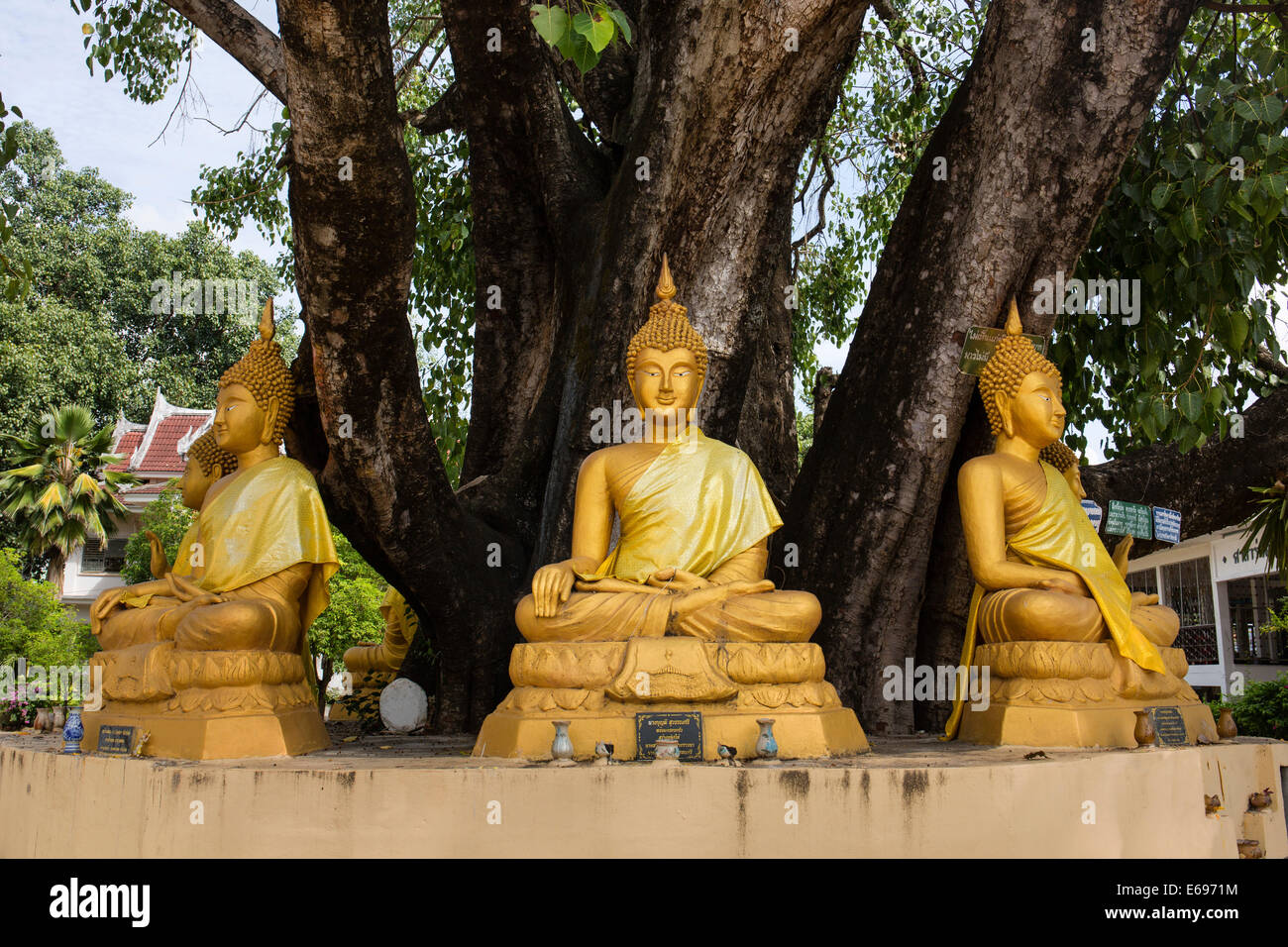 Statue di Buddha sotto un albero a Wat Si Muang Khun tempio, Udon Thani, Isan, Thailandia Foto Stock
