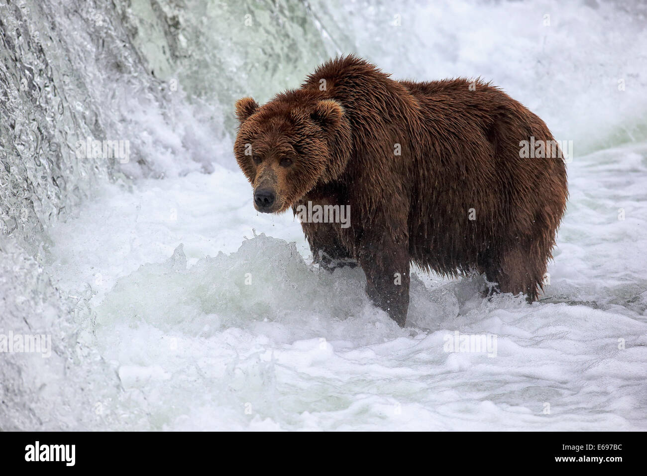 Orso grizzly (Ursus arctos horribilis) adulto, foraggio per il cibo in acqua, fiume Brooks, Brooks Falls, Katmai National Park Foto Stock