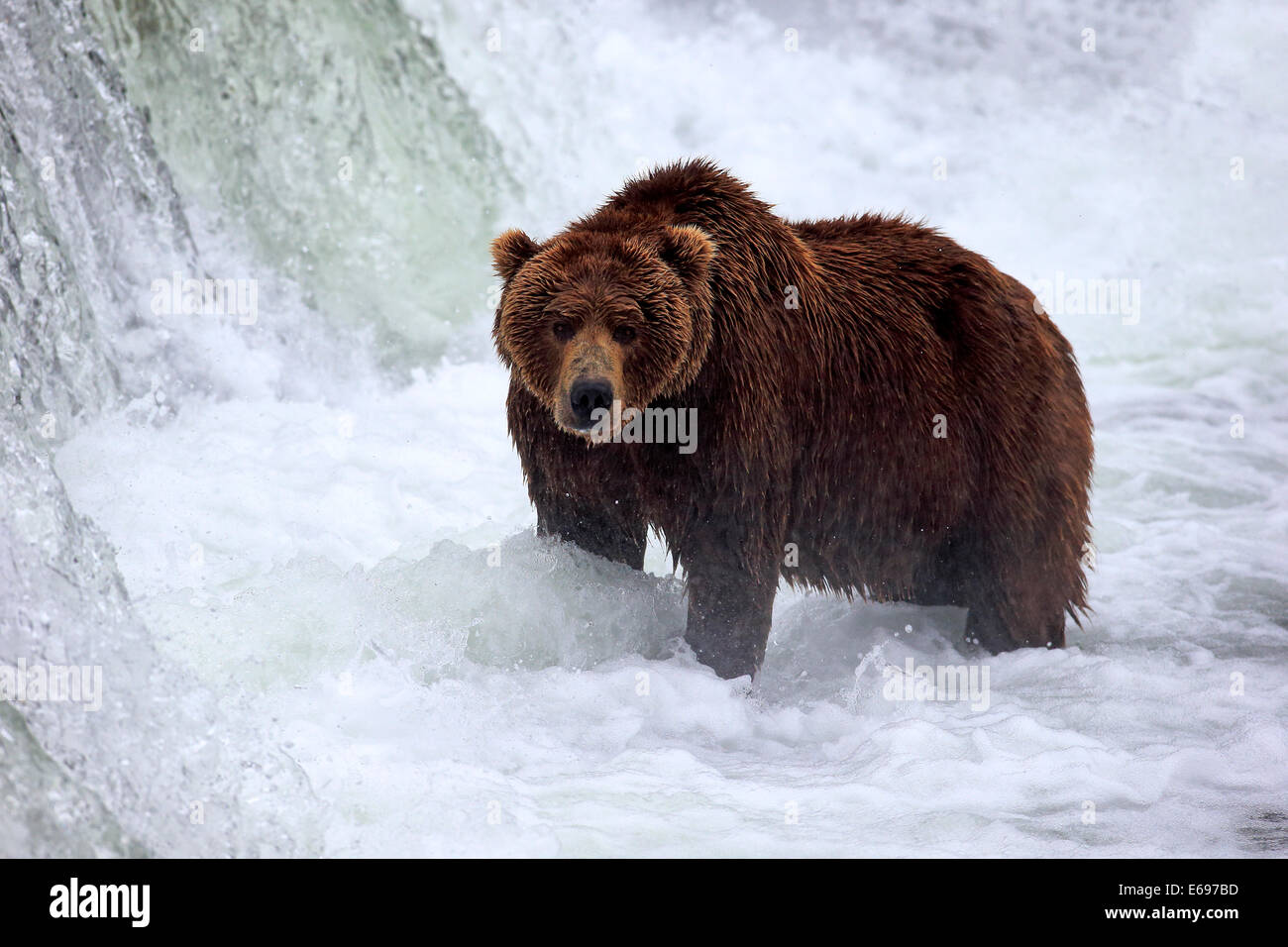 Orso grizzly (Ursus arctos horribilis) adulto, foraggio per il cibo in acqua, fiume Brooks, Brooks Falls, Katmai National Park Foto Stock