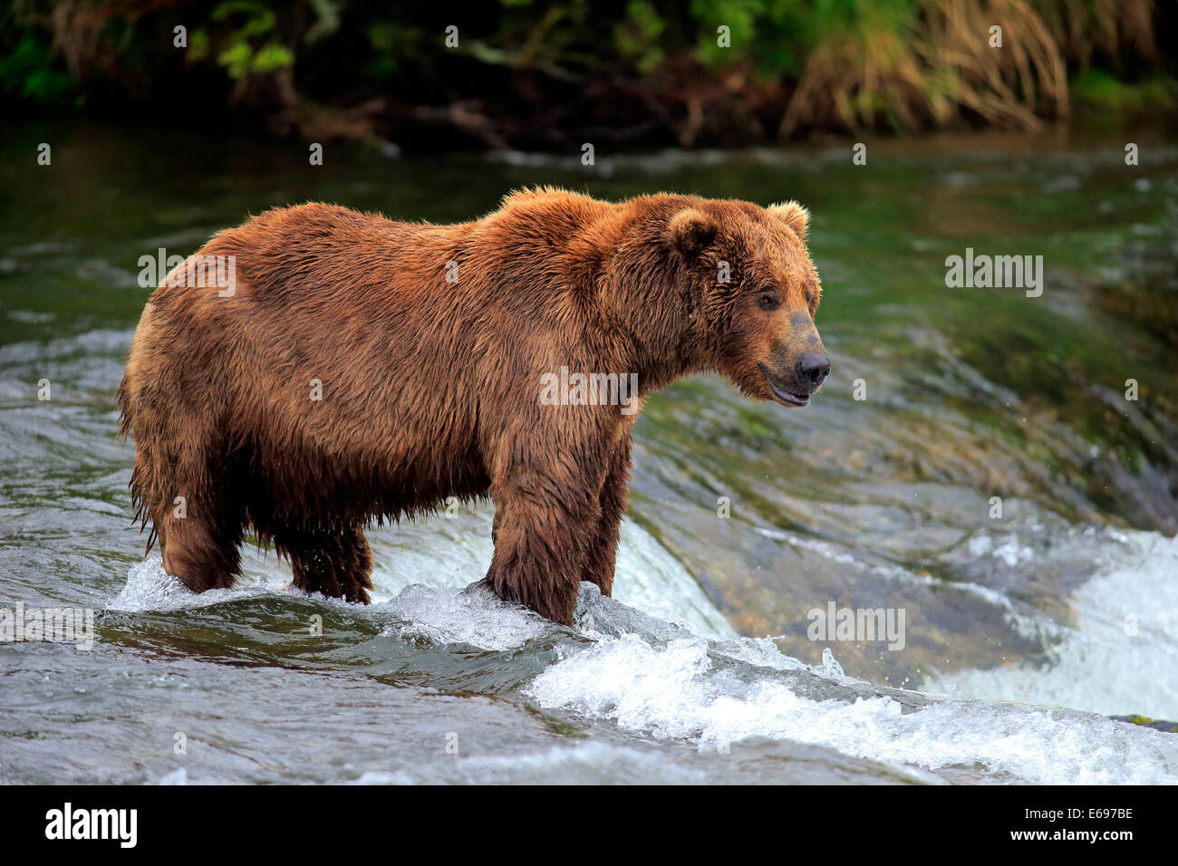 Orso grizzly (Ursus arctos horribilis) adulto, foraggio per il cibo in acqua, fiume Brooks, Brooks Falls, Katmai National Park Foto Stock
