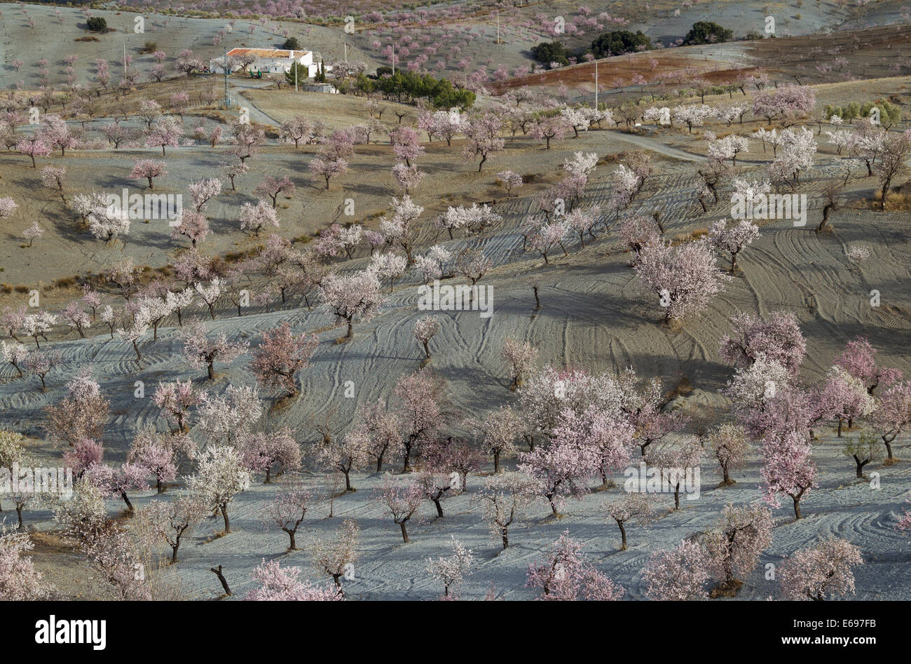 Agriturismo e coltivati alberi di mandorle (Prunus dulcis) in piena fioritura, provincia di Almeria, Andalusia, Spagna Foto Stock