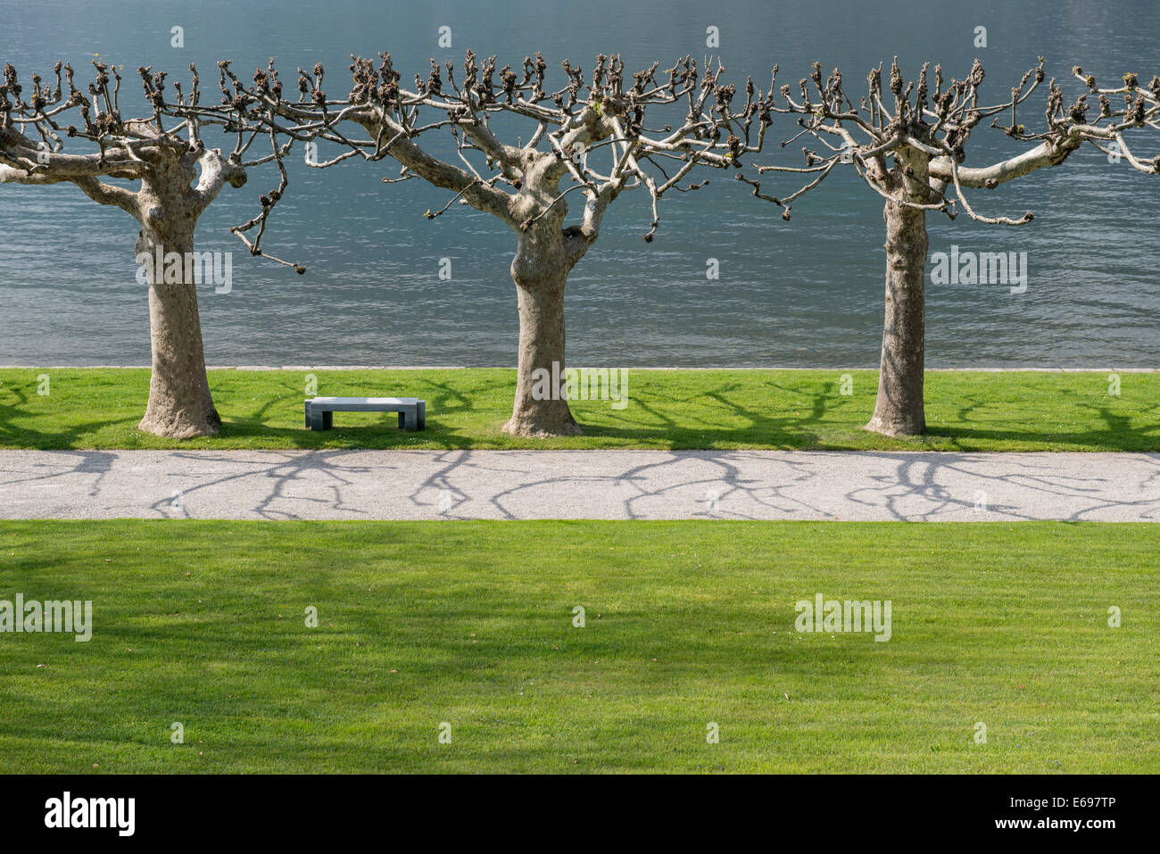 Platani, giardini di Villa Melzi, il lago di Como o il Lago di Como e Bellagio, provincia di Como, Lombardia, Italia Foto Stock