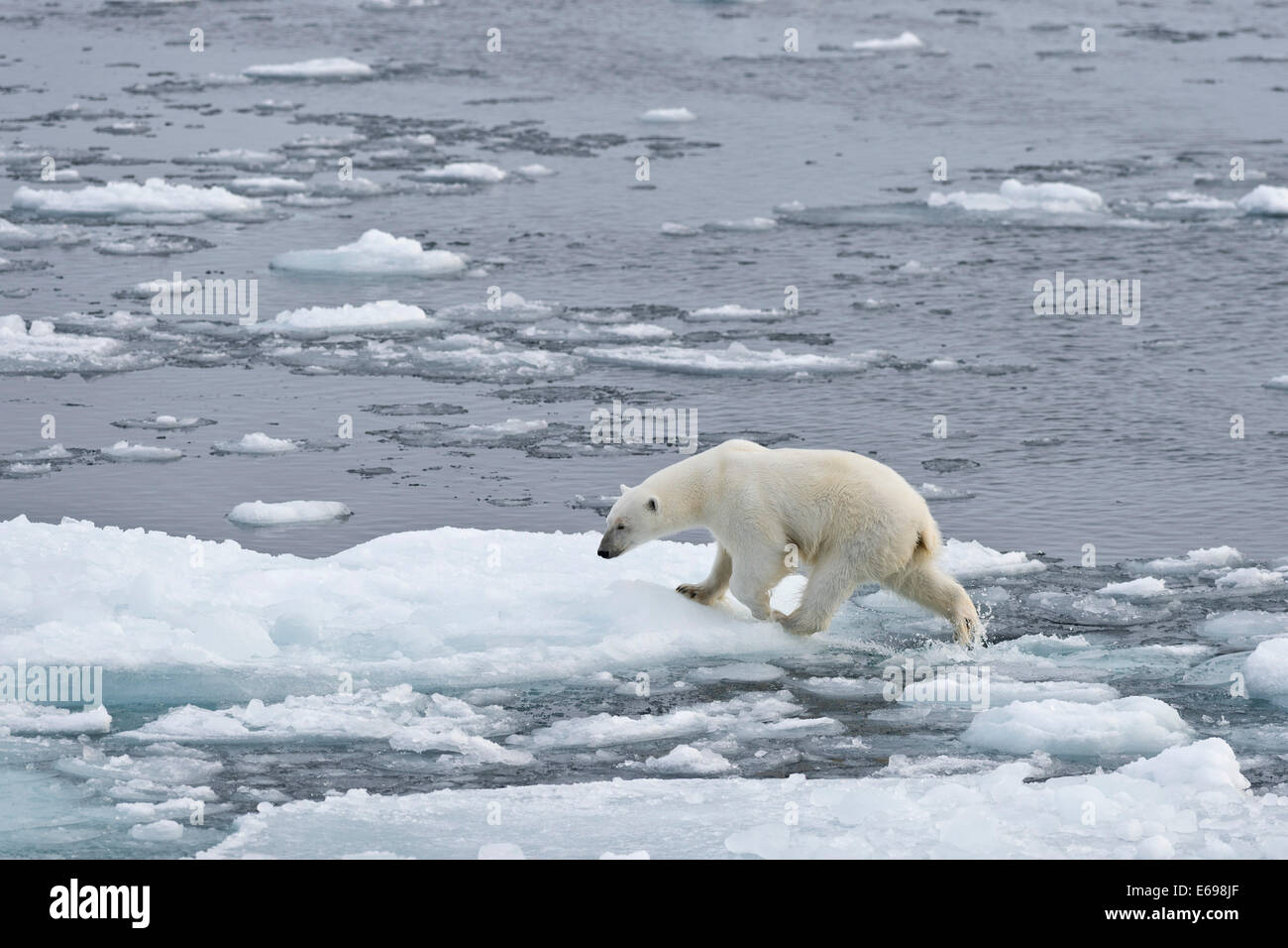 Orso polare (Ursus maritimus) camminando sul pack-ghiaccio, Spitsbergen, isole Svalbard Isole Svalbard e Jan Mayen, Norvegia Foto Stock