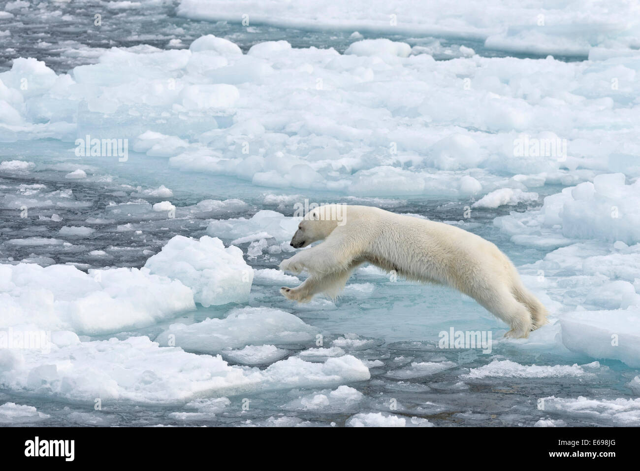 Jumping Polar Bear (Ursus maritimus) sul pacco-ghiaccio, Spitsbergen, isole Svalbard Isole Svalbard e Jan Mayen, Norvegia Foto Stock