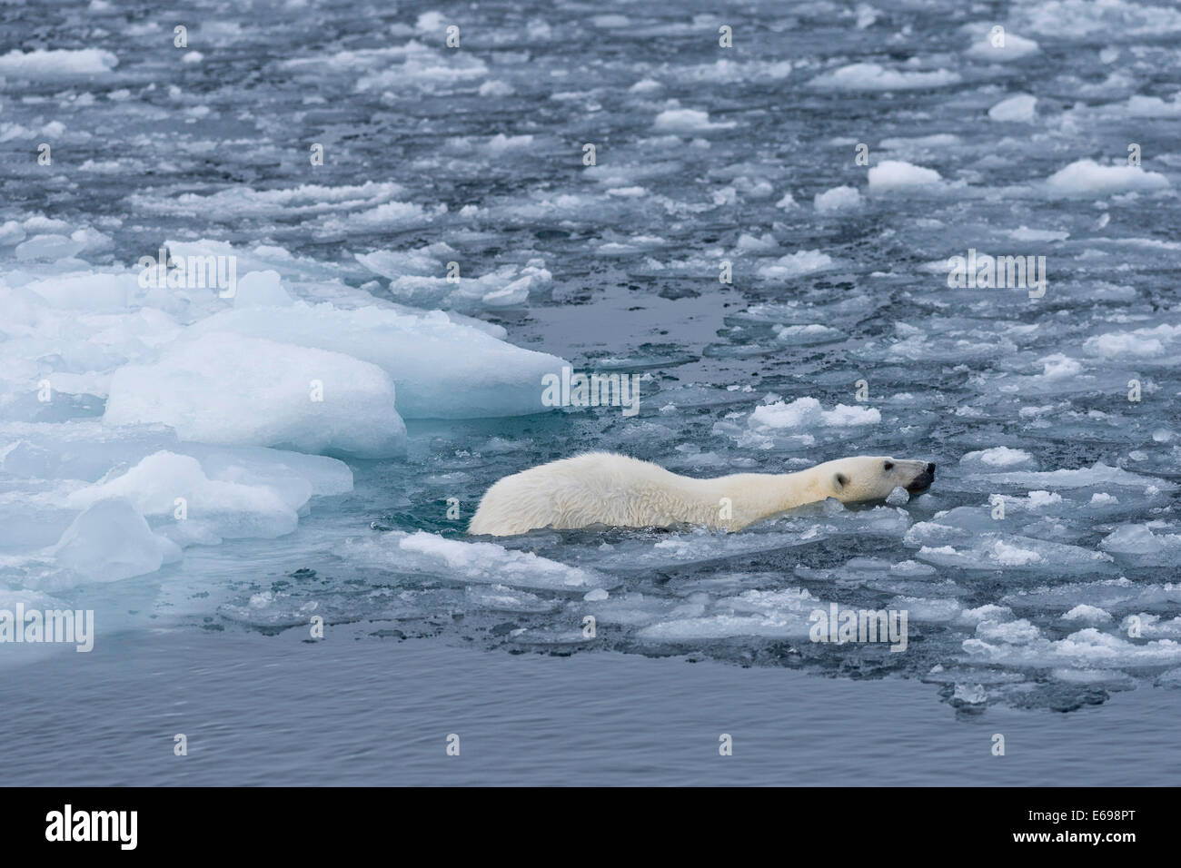 Orso polare (Ursus maritimus) nuotare nel pack di ghiaccio, Spitsbergen, isole Svalbard Isole Svalbard e Jan Mayen, Norvegia Foto Stock