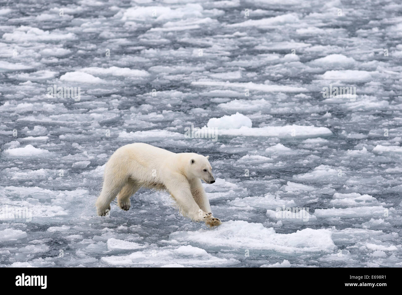 Jumping Polar Bear (Ursus maritimus) sul pacco-ghiaccio, Spitsbergen, isole Svalbard Isole Svalbard e Jan Mayen, Norvegia Foto Stock