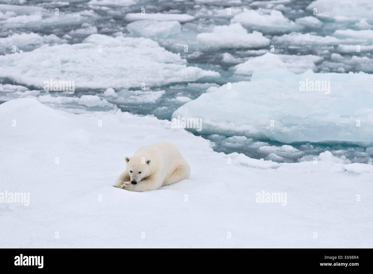 Giovane orso polare, orso polare (Ursus maritimus) giacente su un glaçon nel pack di ghiaccio, Spitsbergen, isole Svalbard Foto Stock