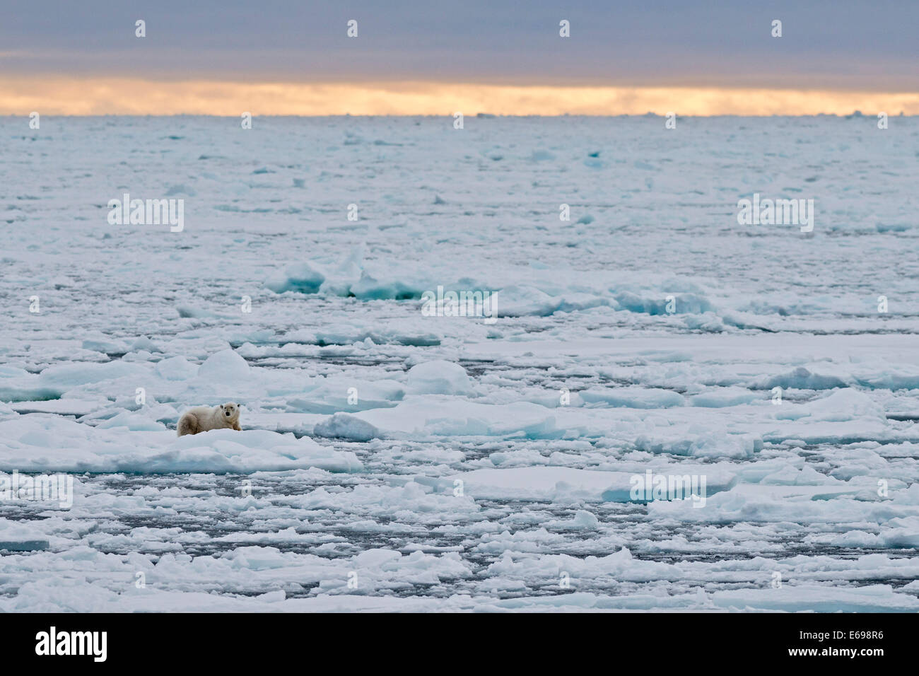 Orso polare (Ursus maritimus), maschio giacente sulla banchisa, isola Spitsbergen, Archipeligo Svalbard Isole Svalbard e Jan Mayen Foto Stock