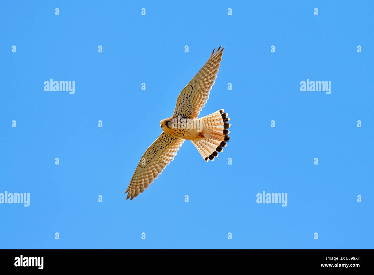 Il Gheppio comune o Eurasian Gheppio (Falco tinnunculus), in volo, Svizzera Foto Stock