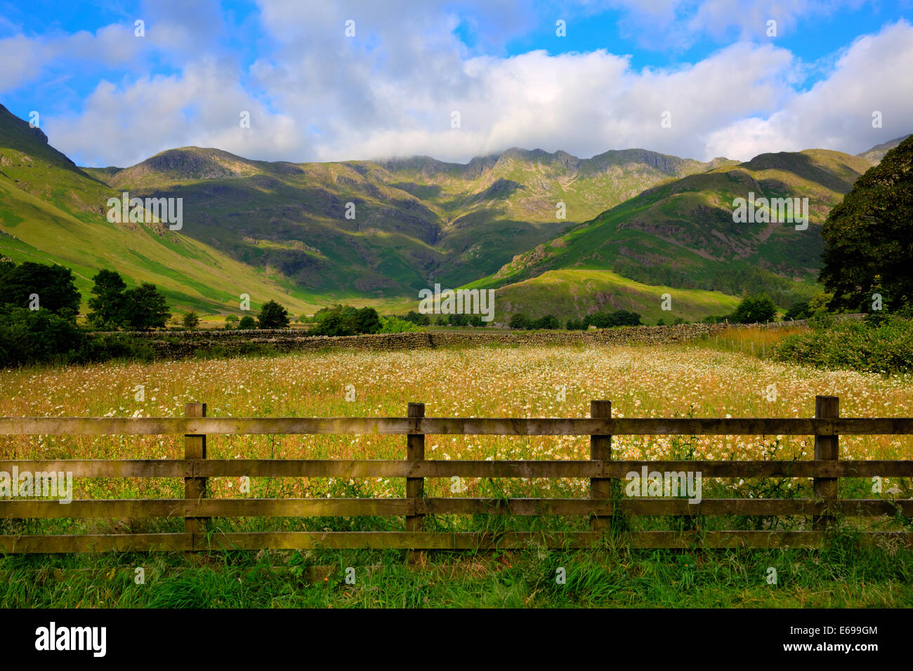 Campo a margherita con montagne cielo blu e nuvole scenic Langdale Valley Lake District Cumbria vicino alla vecchia Dungeon Ghyll England Regno Unito Foto Stock