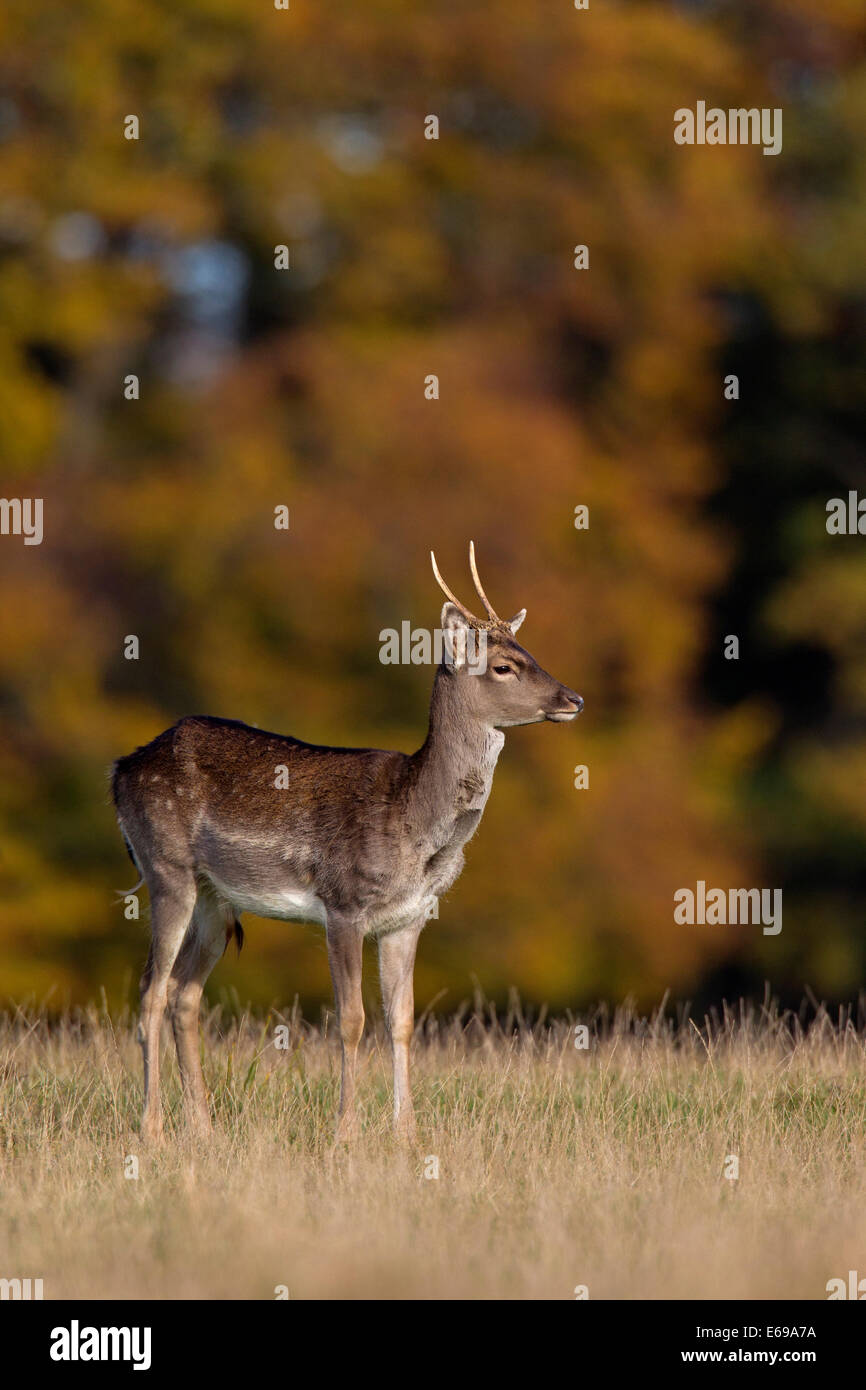 Daini (Dama Dama) young buck nella prateria a foresta di bordo durante la routine in autunno Foto Stock